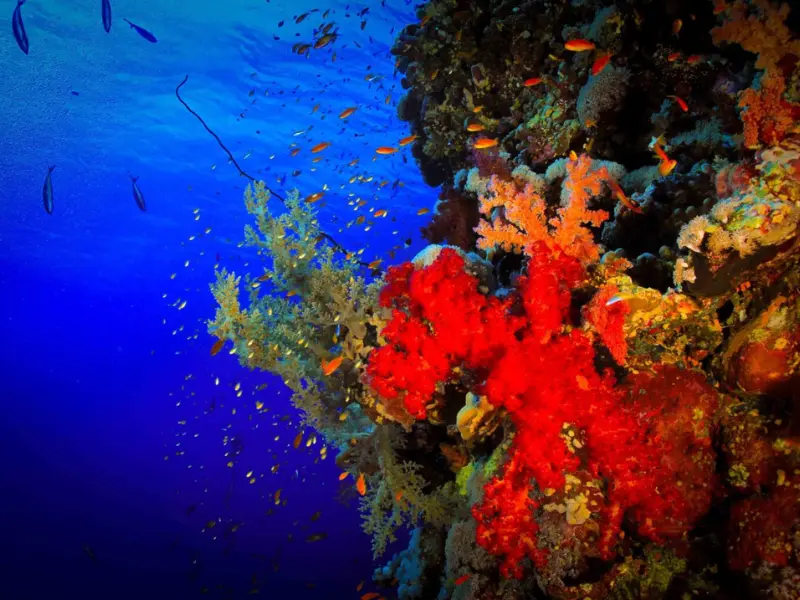 Gota Kebir Reef