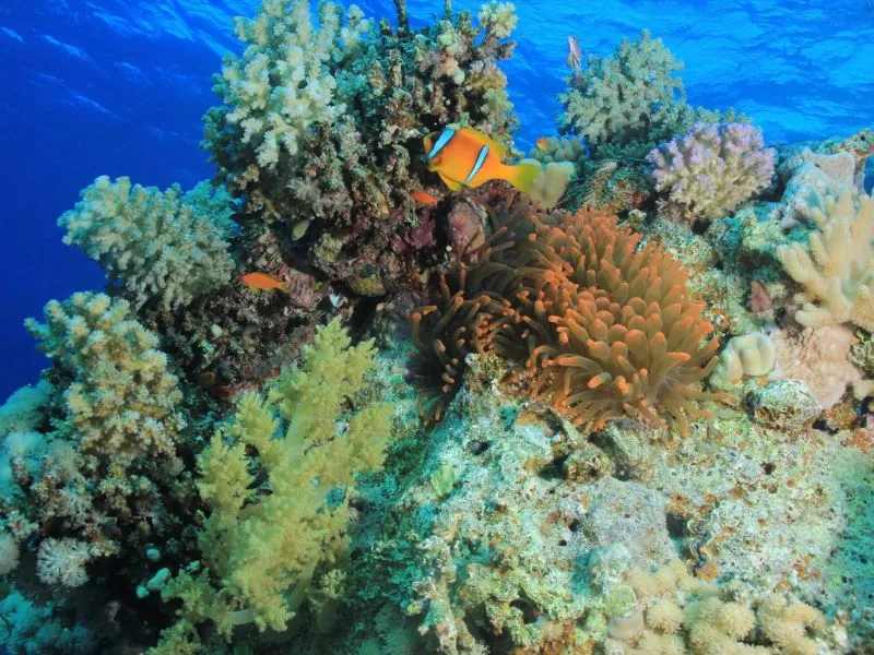 Habili Gaffar Reef