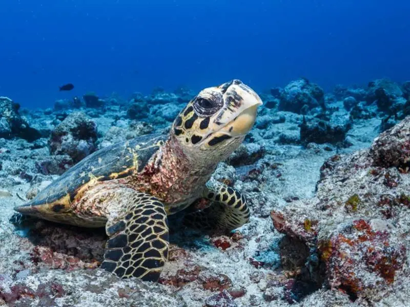 Marsa Shouna Reefs