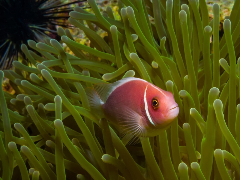 PINK SKUNK CLOWNFISH