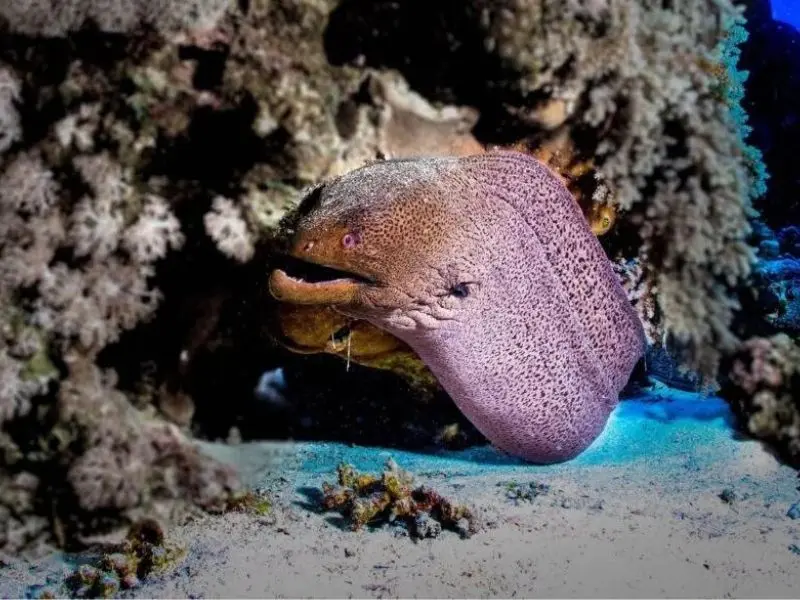 Ras Disha Reef: A Stunning Dive Site in the Red Sea