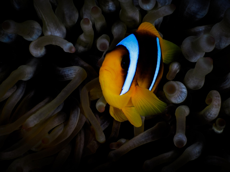 red sea Clownfish