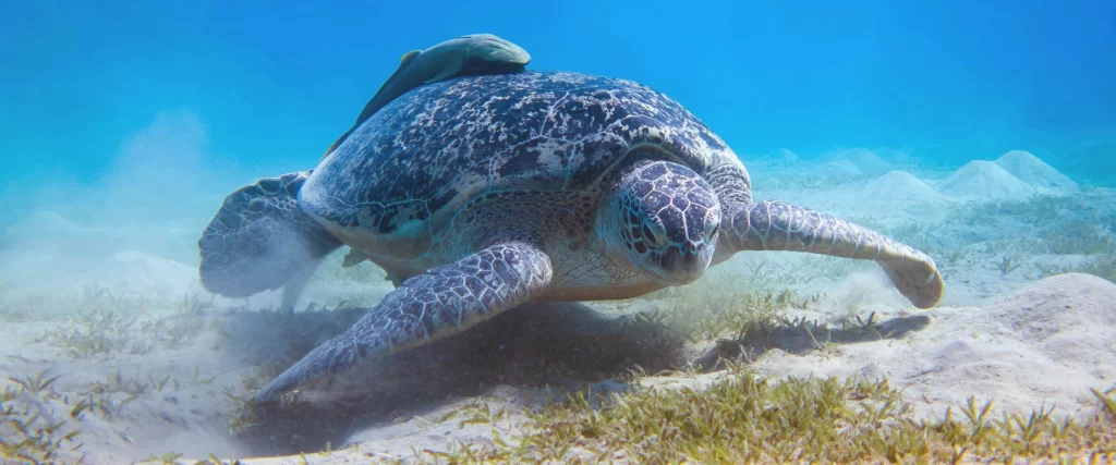 trutle marsa alam