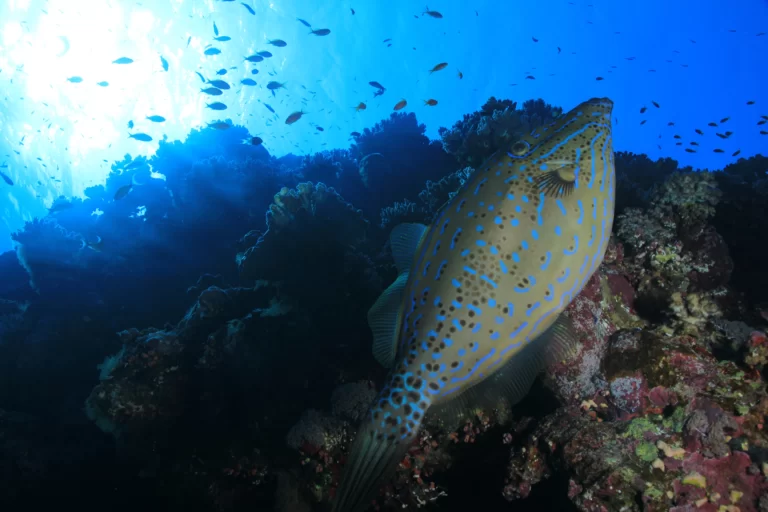Daedalus Reef Fish
