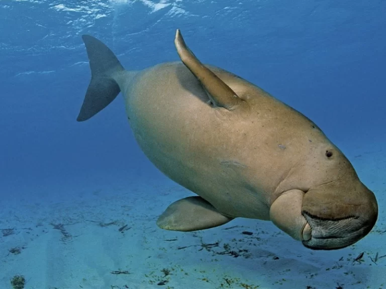 Marsa Mubarak with Dugong