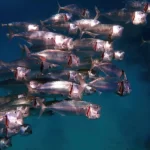 Marsa Shagra Reef