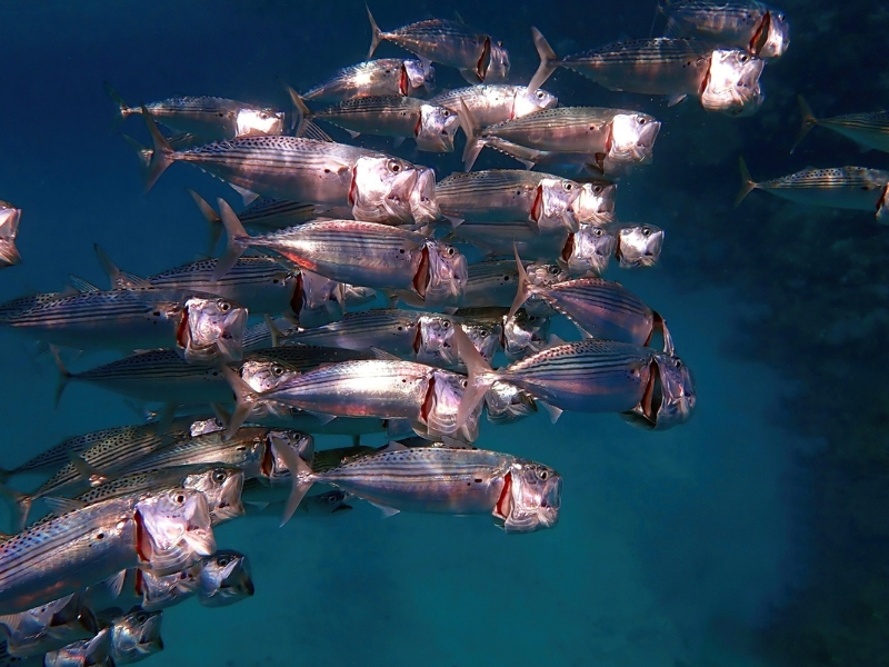 Marsa Shagra Reef