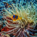 Ras Torombi Reef