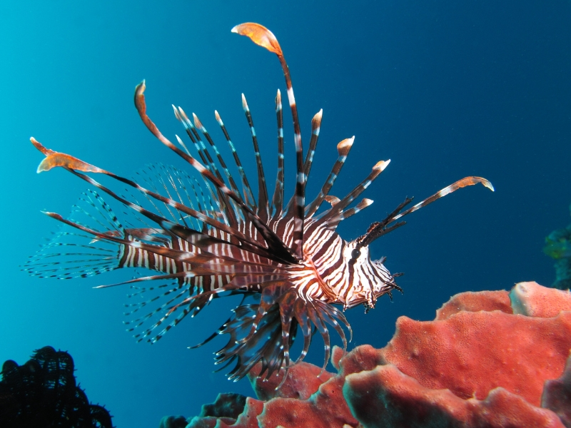 SPOTTED LIONFISH