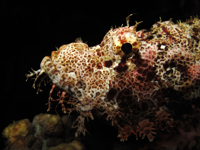 Red Sea Scorpionfishes