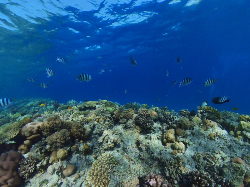 Seven pools coral reef