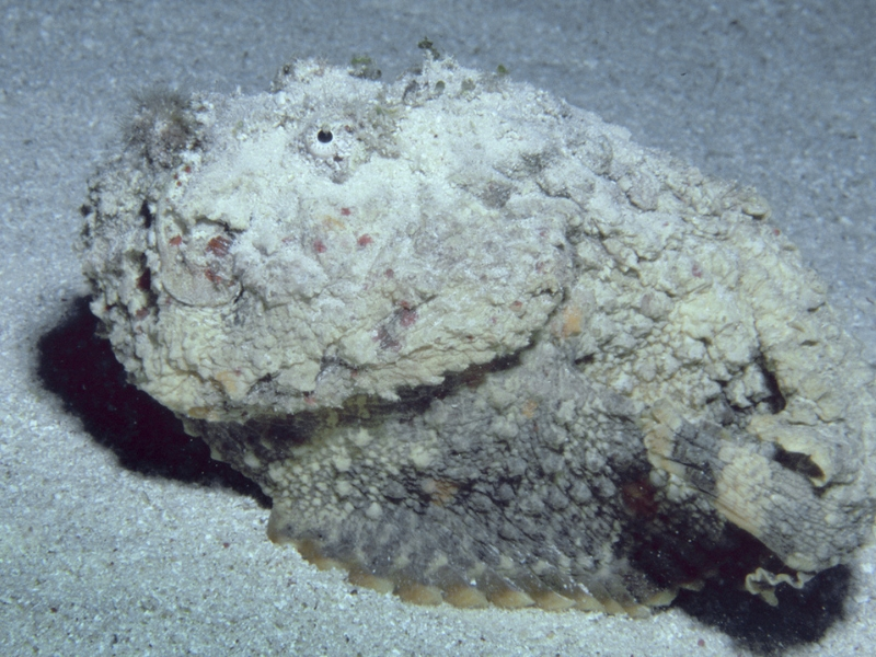 Spotted stonefish (Synanceia verrucosa)