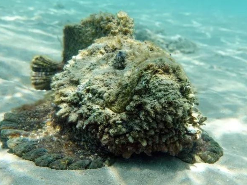 Stonefish (Synanceia spp.)