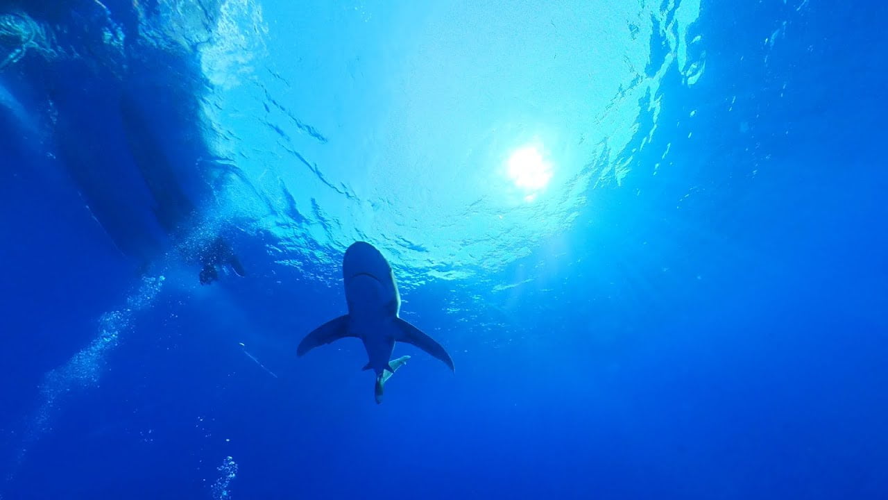 Oceanic Whitetip Shark - Daedalus Reef