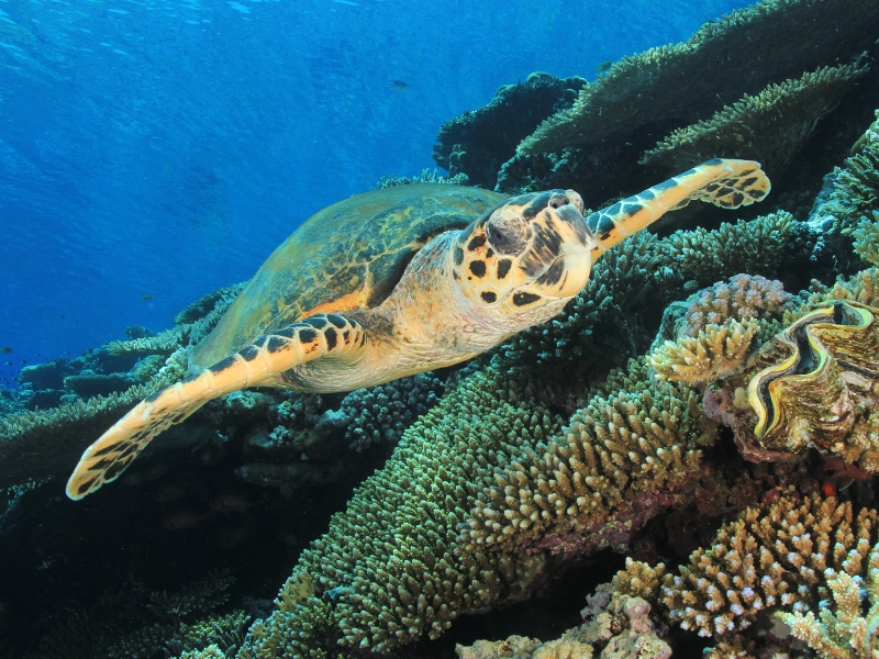 diving in egypt