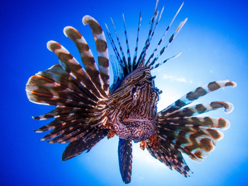 Red Sea Lionfish