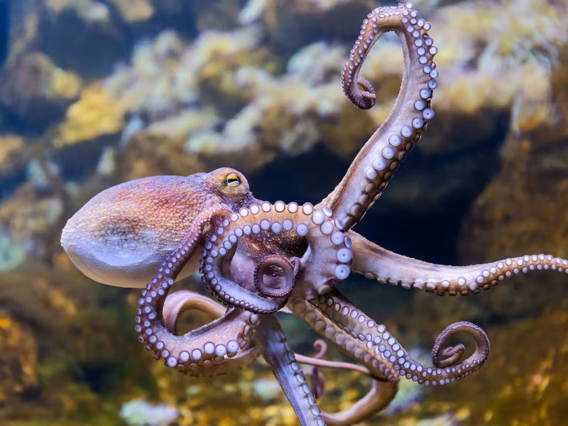 Octopus (Octopus vulgaris)