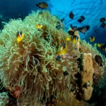 Sha’ab Marsa Alam Reef