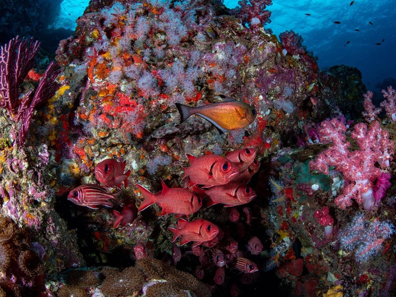 Umm Arouk Dive site