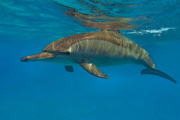 Satayah-dolphin