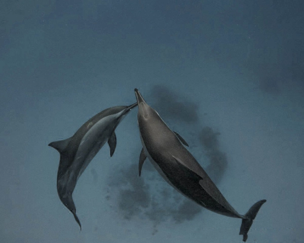 Satayah-dolphin