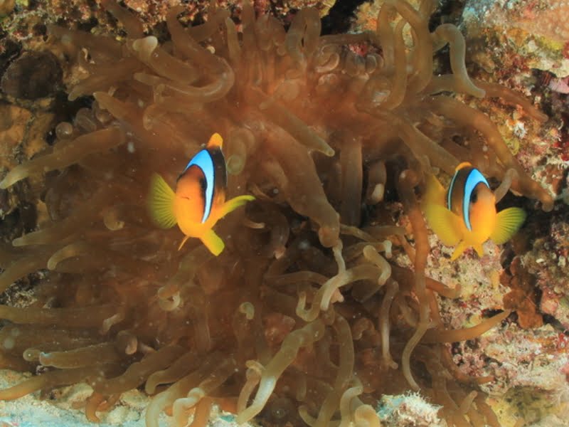 best 10 red sea liveaboard dive site