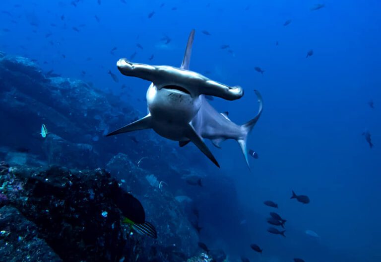 hammerheads