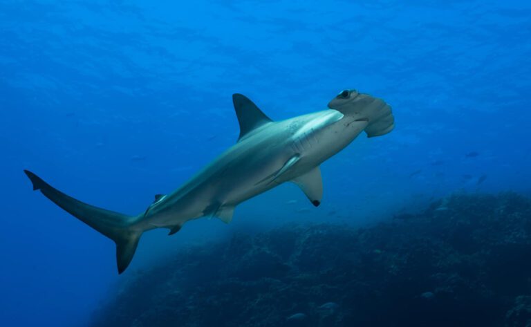 hammerheads shark