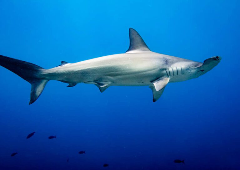 hammerheads shark