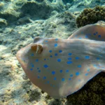 Sha’ab Sheer: Safaga’s Underwater Sanctuary of Color and Calm