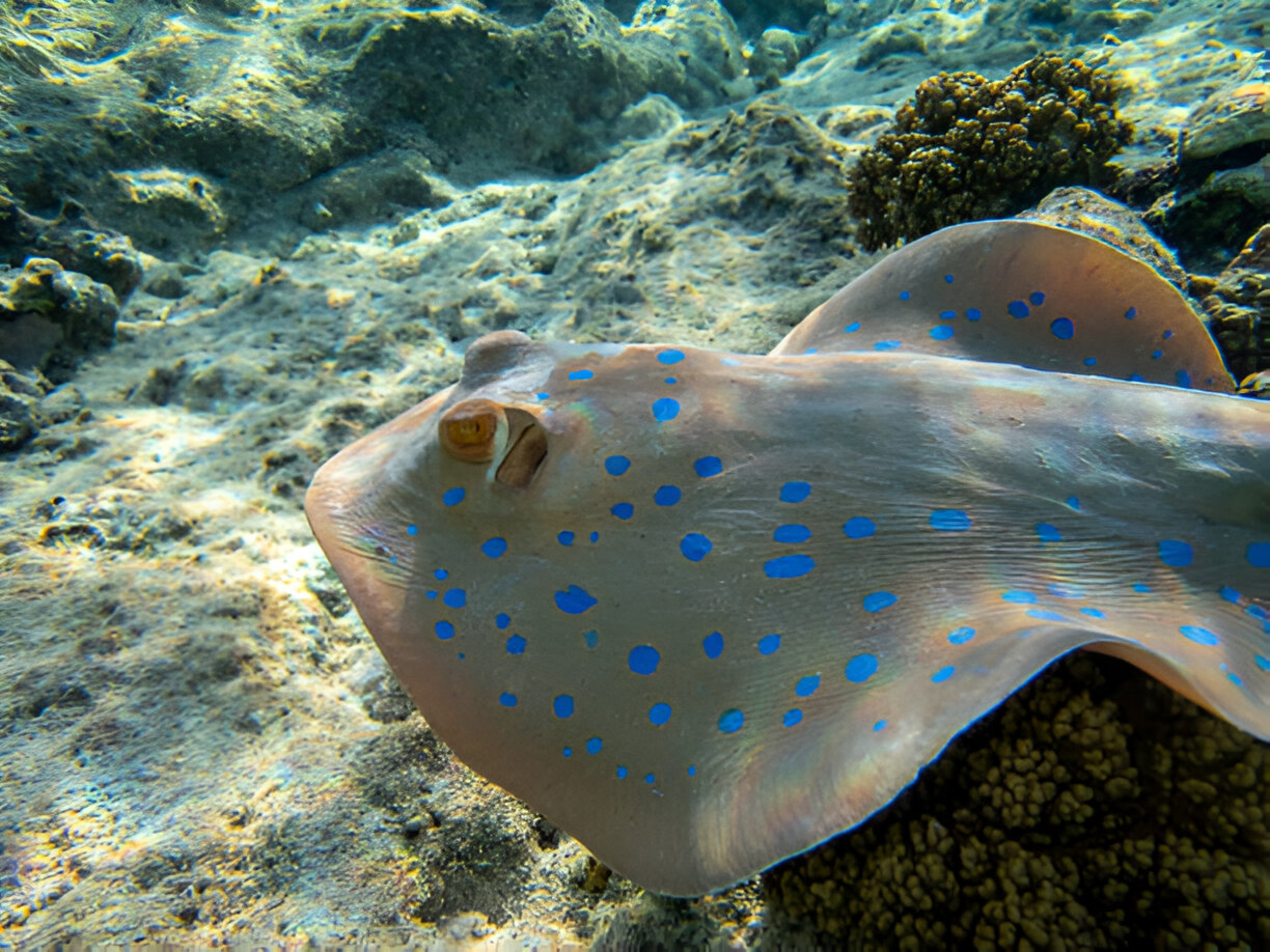 Sha’ab Sheer: Safaga’s Underwater Sanctuary of Color and Calm