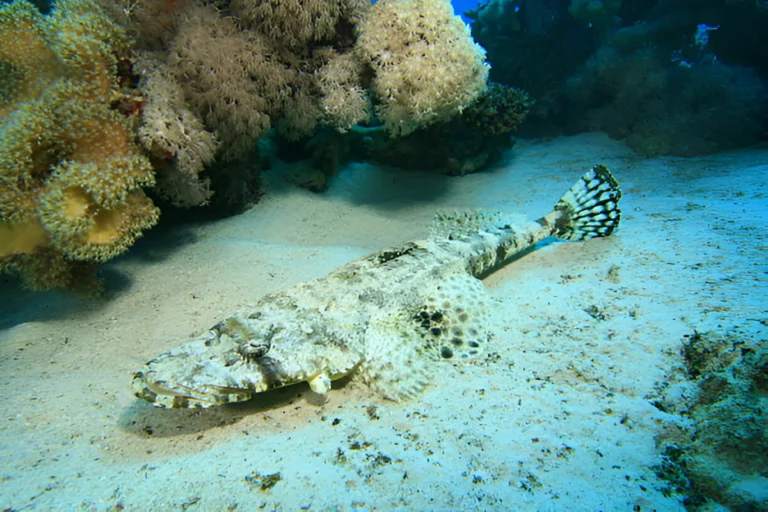 Crocodile Fish
