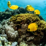 Ras Abu Soma: South Red Sea’s Hidden Gem