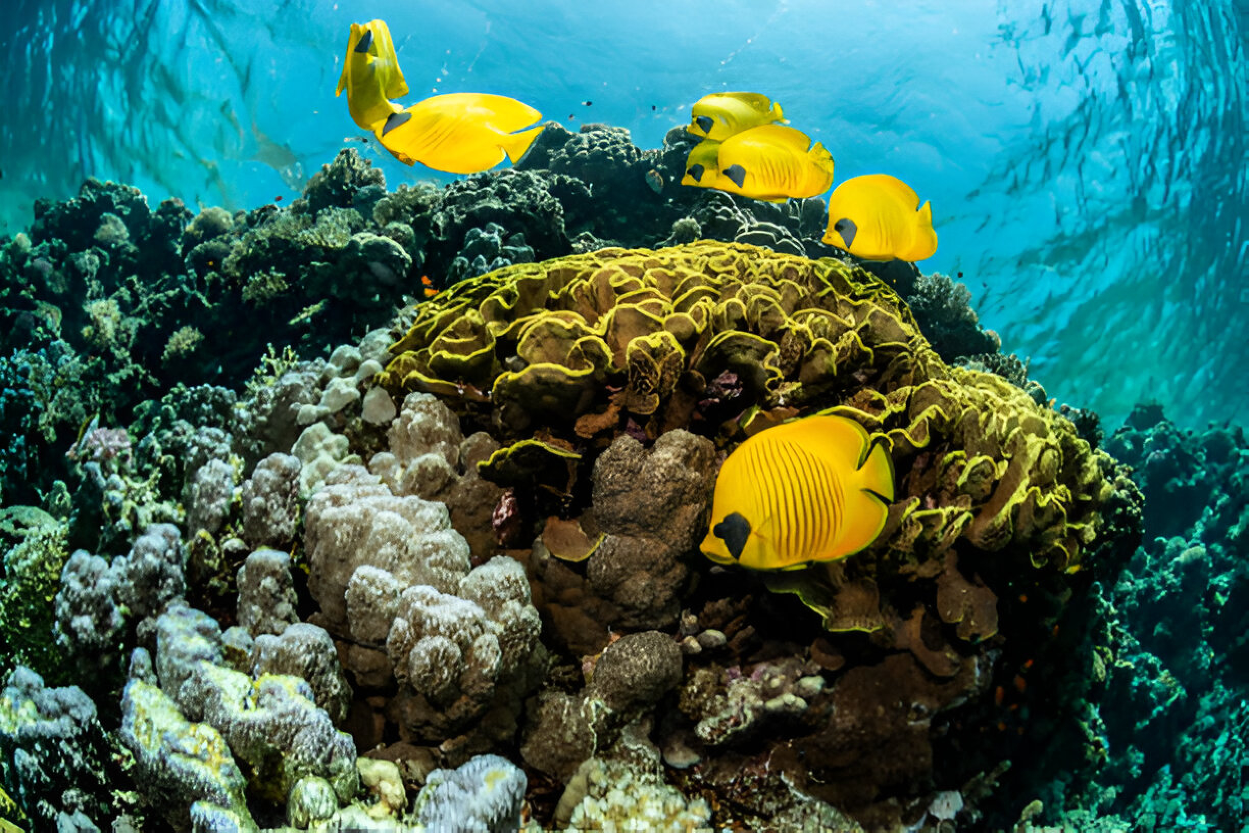 Ras Abu Soma South Red Sea’s Hidden Gem