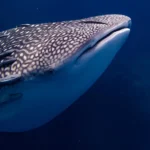 Top 10 Red Sea Creatures and Where to Find Them