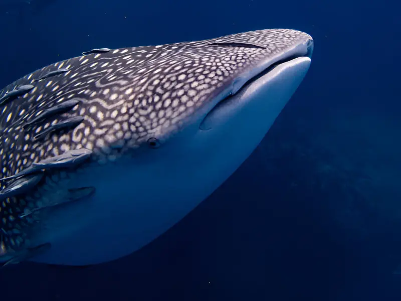 Top 10 Red Sea Creatures and Where to Find Them